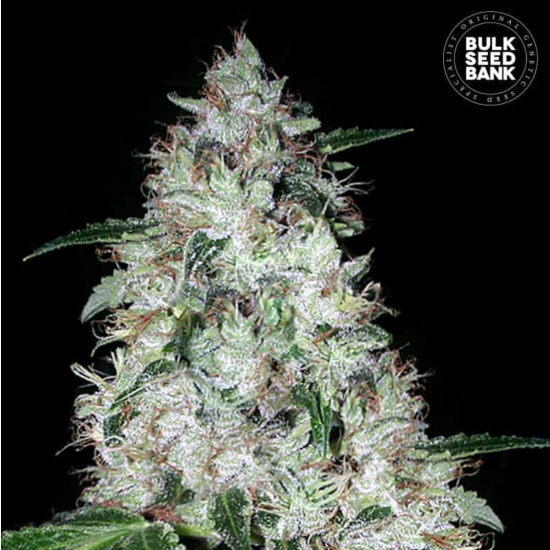 Auto OG KUSH